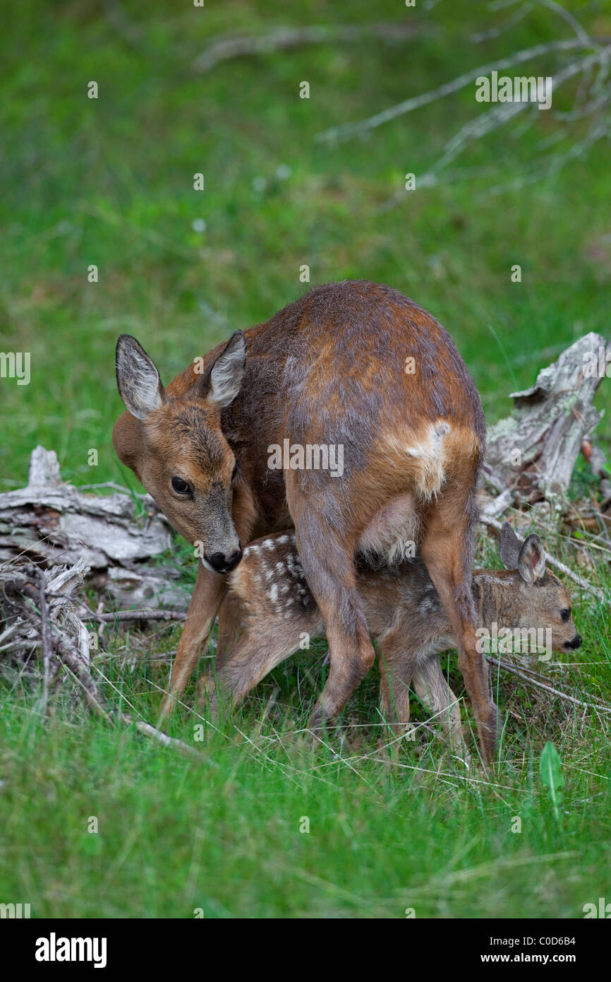 Roe deer (Capreolus capreolus) doe with fawn, Jaemtland, Sweden Stock Photo