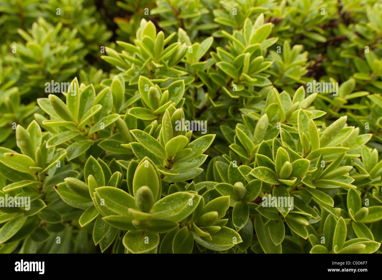 close up hebe shrub just about to flower in springtime with many new leaves Stock Photo