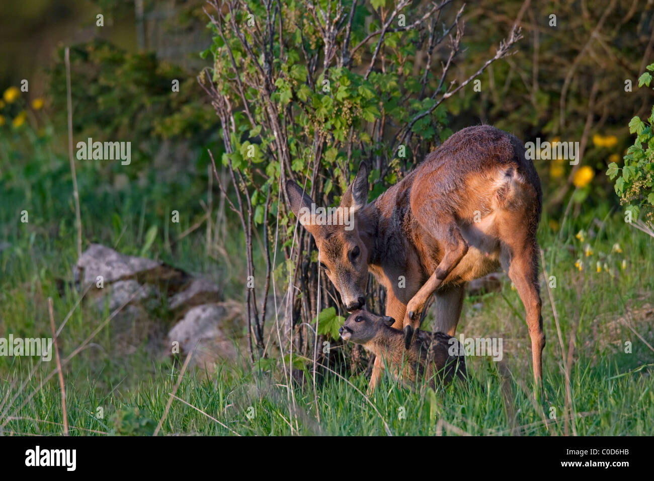 Roe deer (Capreolus capreolus) doe licking fawn, Jaemtland, Sweden Stock Photo