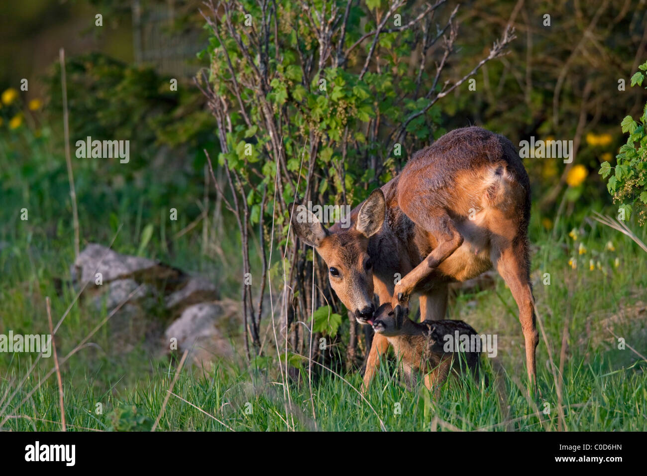 Roe deer (Capreolus capreolus) doe licking fawn, Jaemtland, Sweden Stock Photo