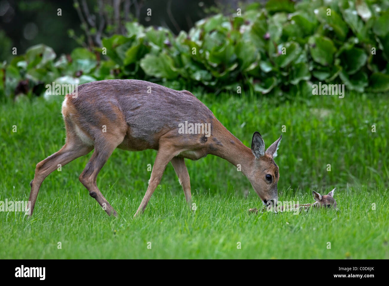 Roe deer (Capreolus capreolus) doe licking fawn, Jaemtland, Sweden Stock Photo