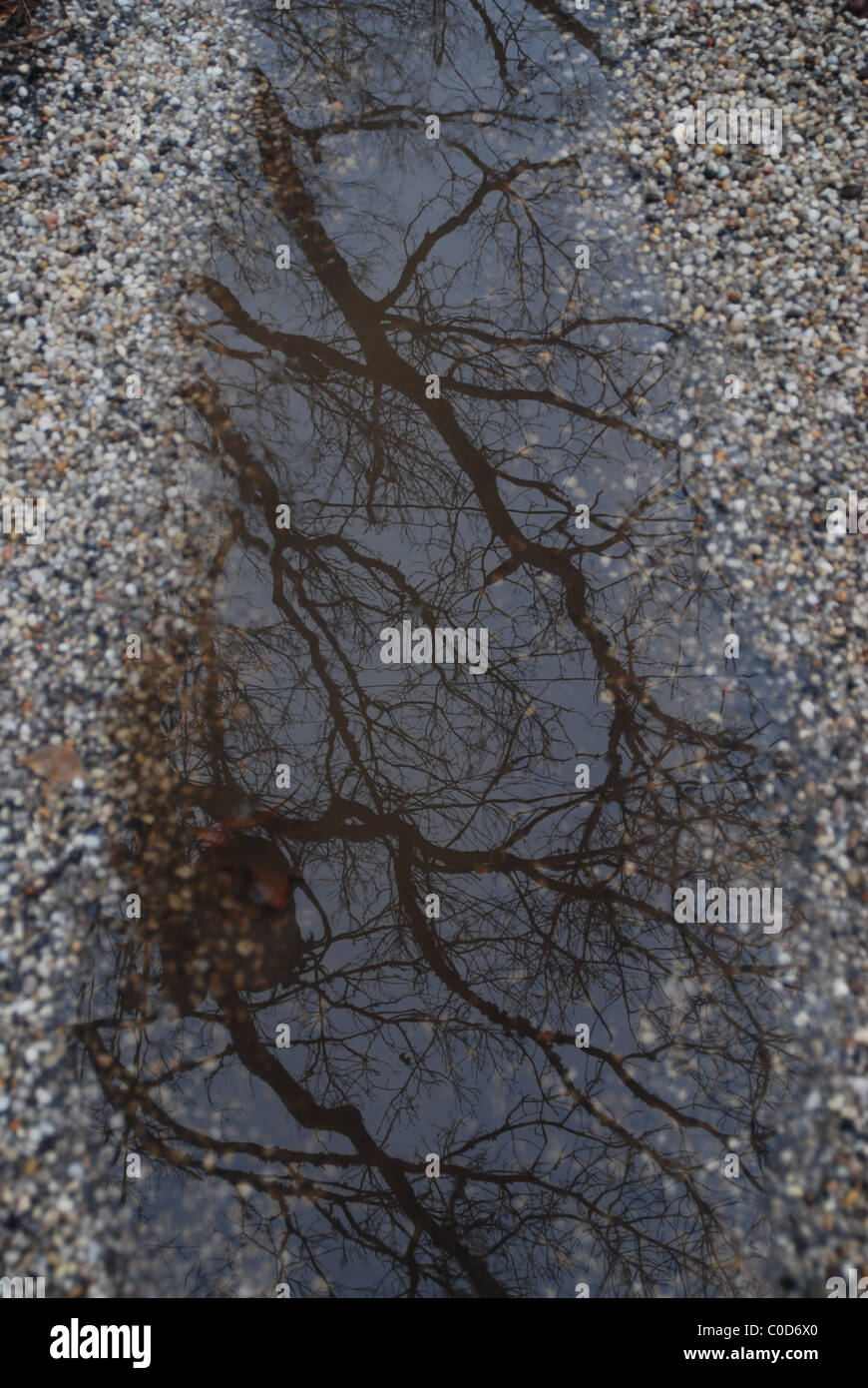 Trees reflect hi-res stock photography and images - Alamy