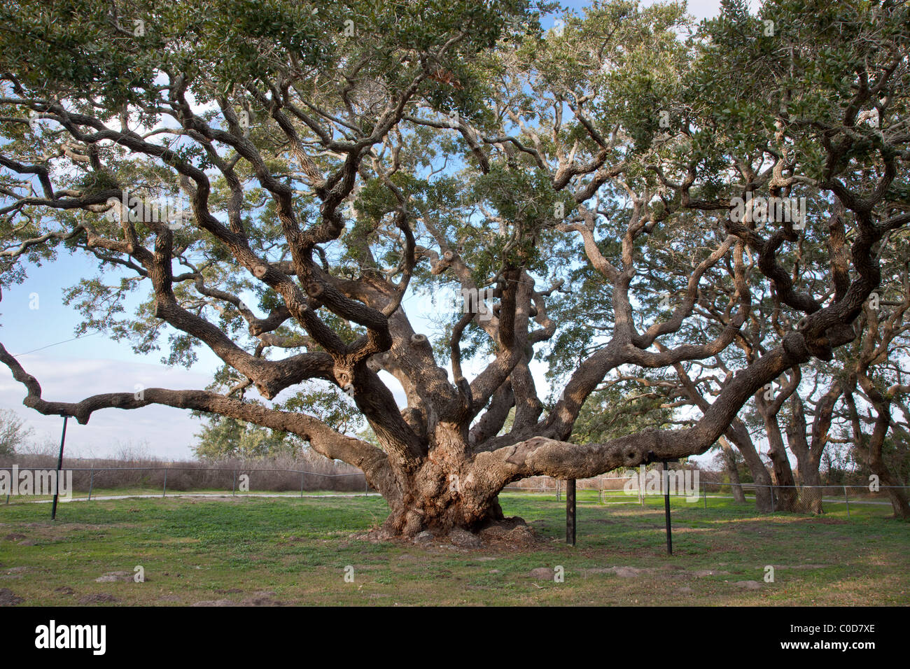 'Big Tree' Coastal  Live Oak, Texas Stock Photo