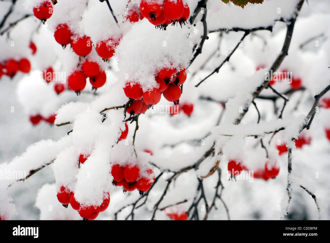 red berries covered with snow at winter Stock Photo - Alamy