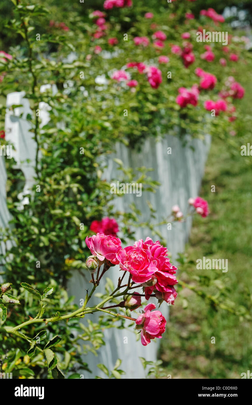 Whitestone Fence Roses White picket fence landscape hi-res stock photography and images - Alamy