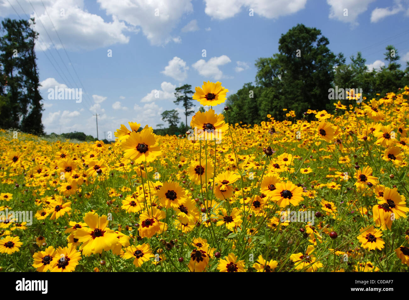 yellow coreopsis wildflowers growing alongside highway in North Florida