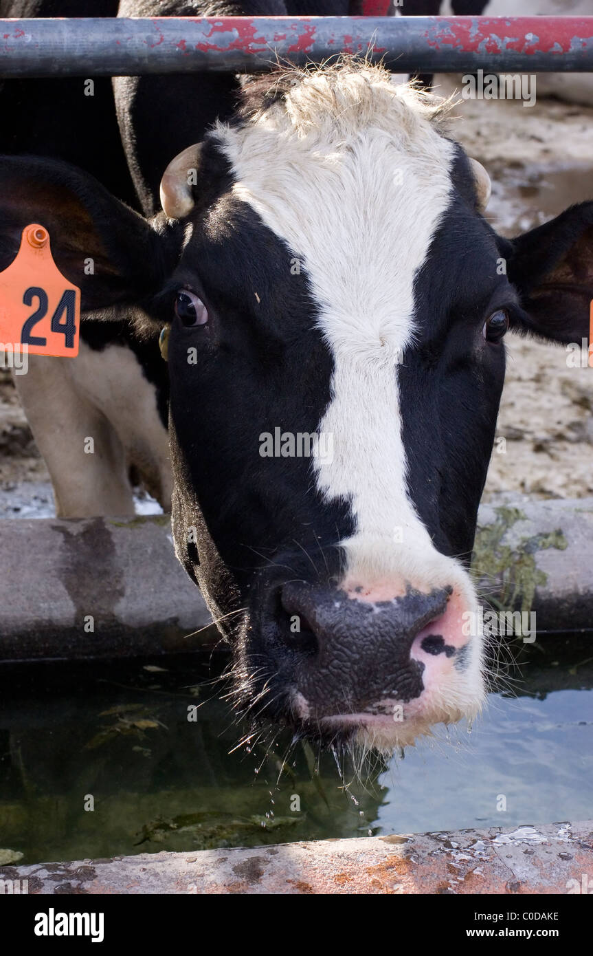 Cow drinking water hires stock photography and images Alamy