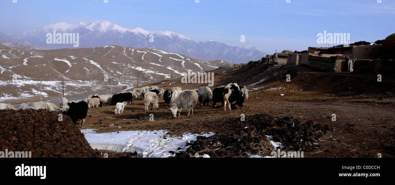 RARE YAK SPECIES FOUND A rare species of Tianzhu white yaks has been