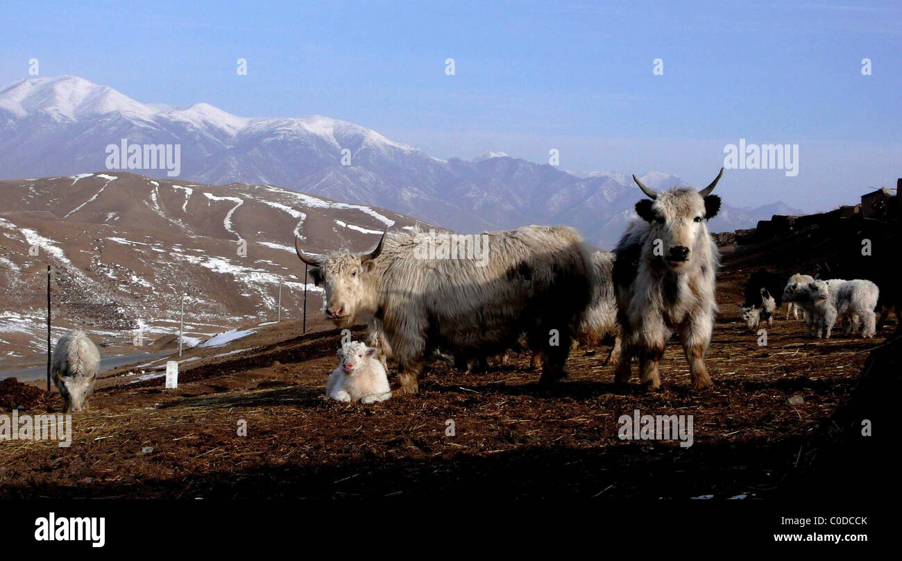 RARE YAK SPECIES FOUND A rare species of Tianzhu white yaks has been