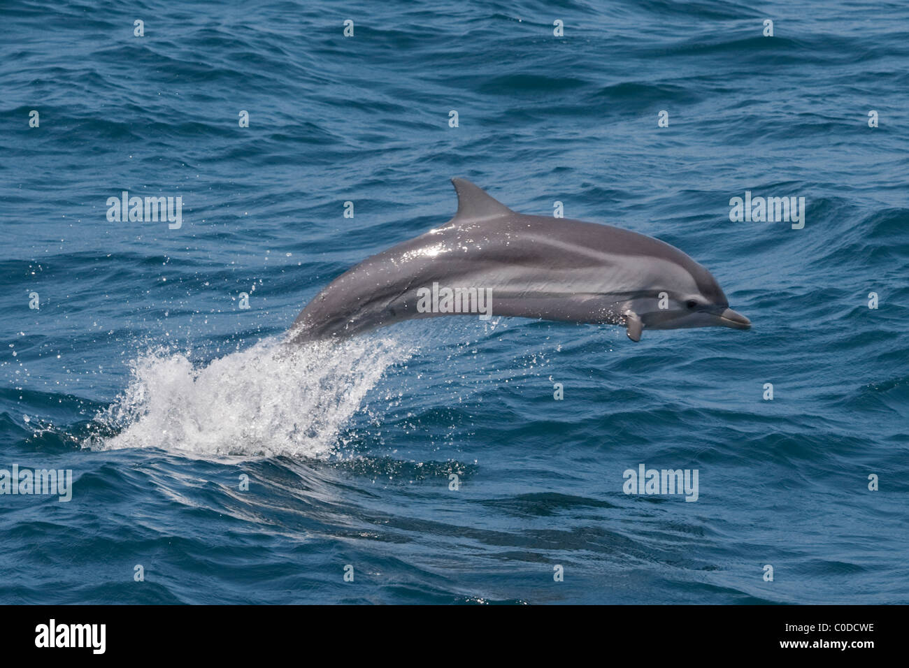 Dauphin Bleu Et Blanc High Resolution Stock Photography And Images Alamy
