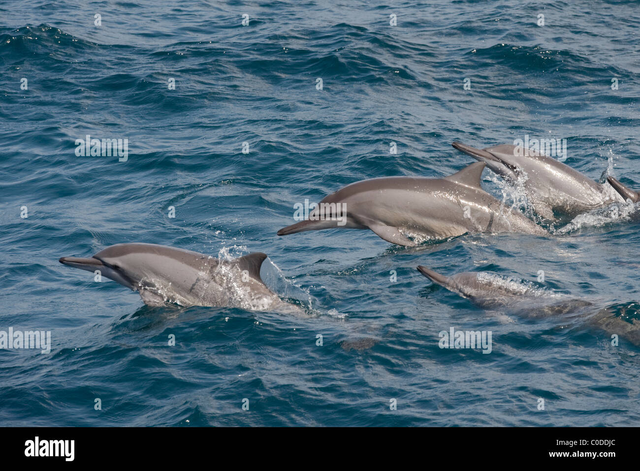 Hawaiian/Grays Spinner Dolphins, Stenella longirostris, porpoising, Maldives, Indian Ocean. Stock Photo
