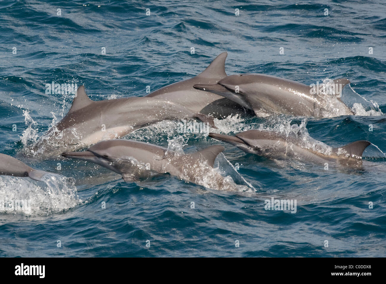 Hawaiian/Grays Spinner Dolphins, Stenella longirostris, porpoising, Maldives, Indian Ocean. Stock Photo