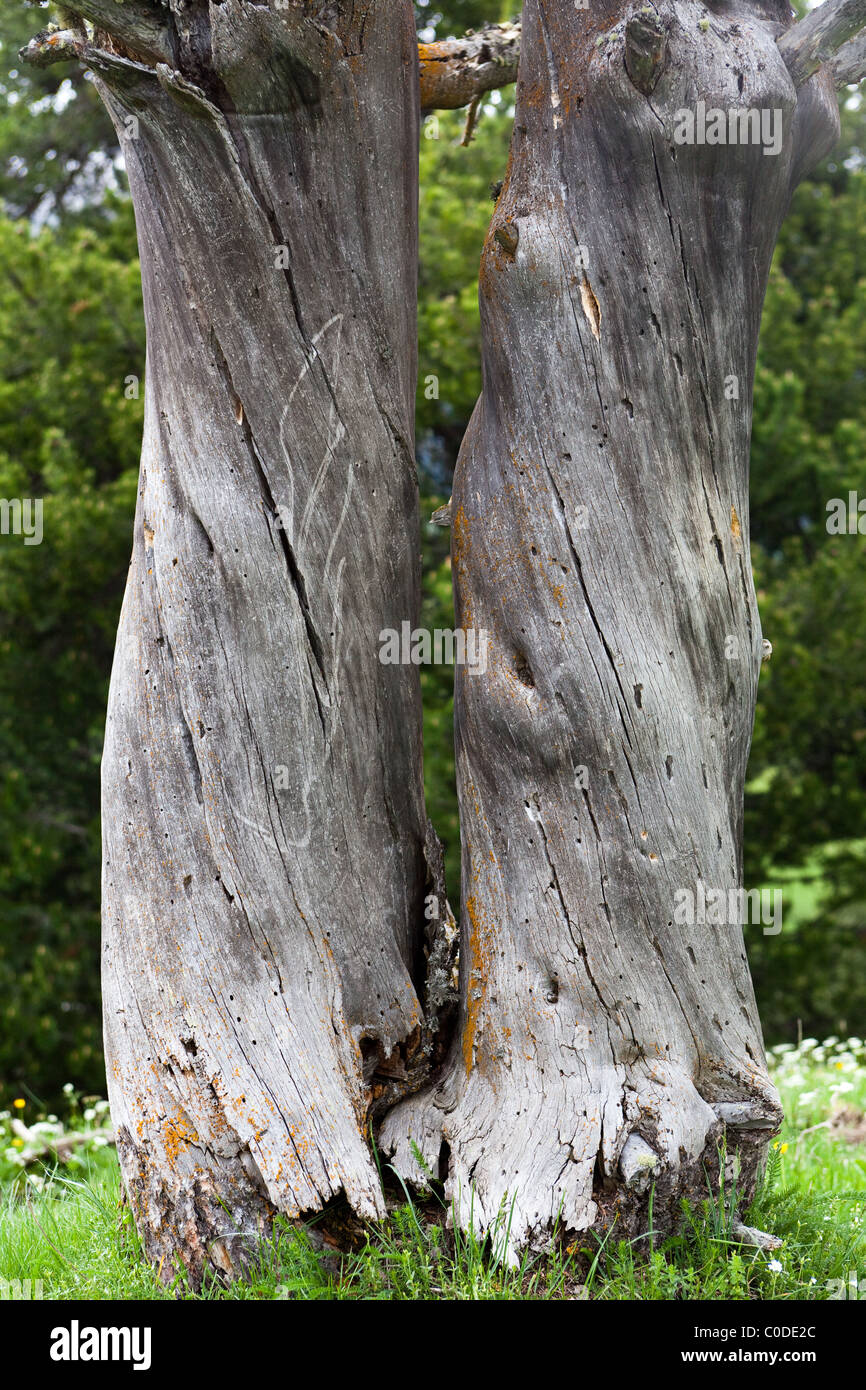 A pair of gnarly old tree trunks, Pyrenees, France Stock Photo Alamy