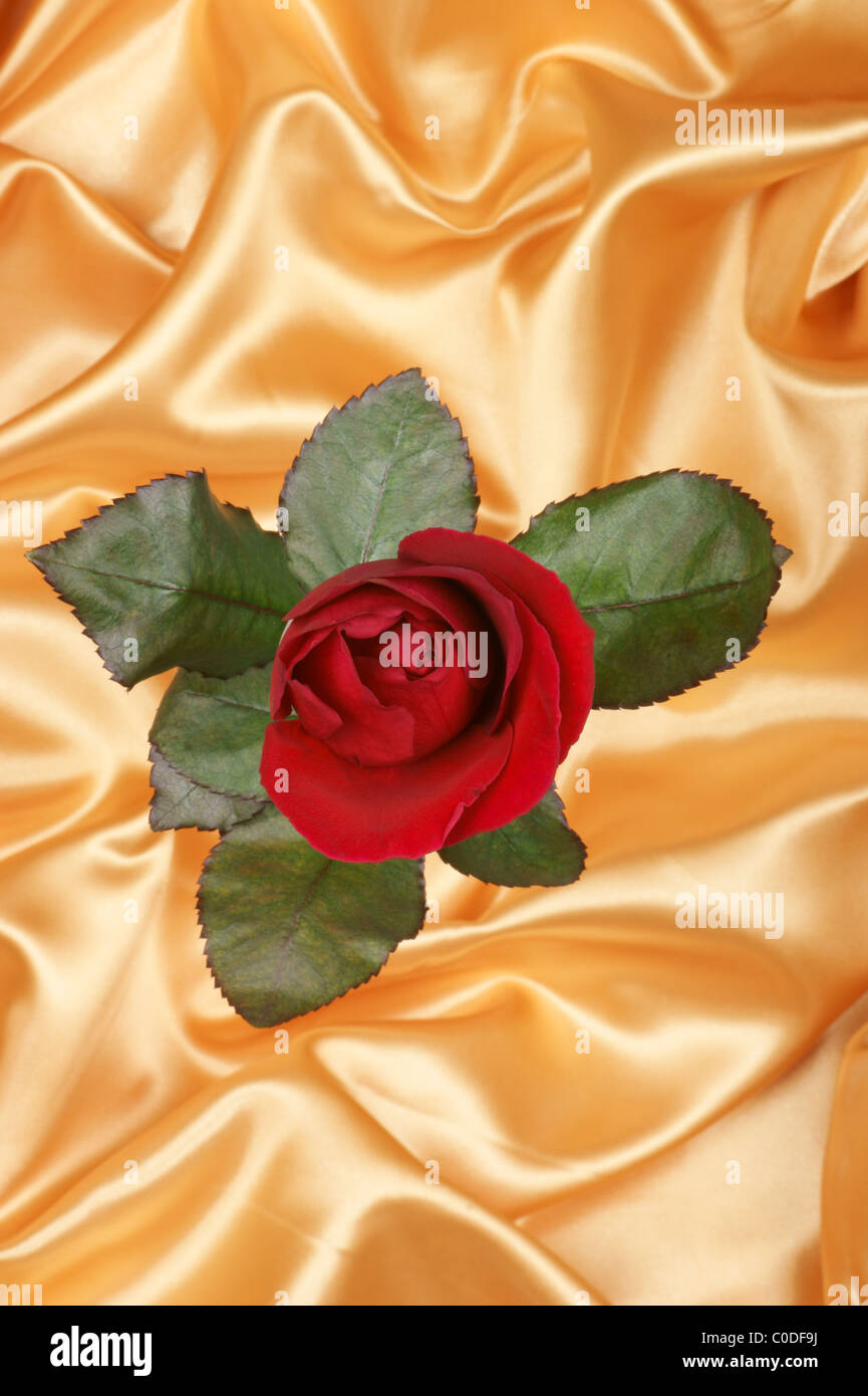 A beautiful red Rose over a golden silky fabric backround. Studio shot. Selective focus, shallow DOF Stock Photo
