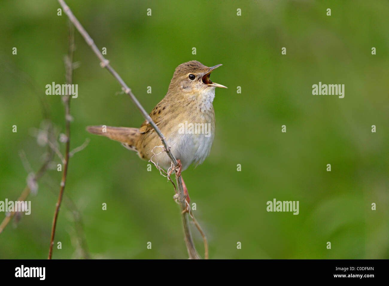 Grasshopper Warbler (Locustella naevia) singing (reeling) at edge of marsh, Dee Estuary, UK, May 2009 Stock Photo