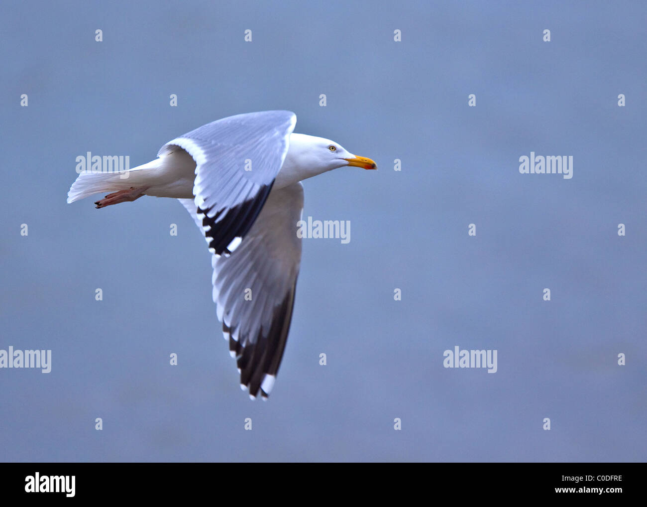 In Flight Herring Gull Stock Photo Alamy
