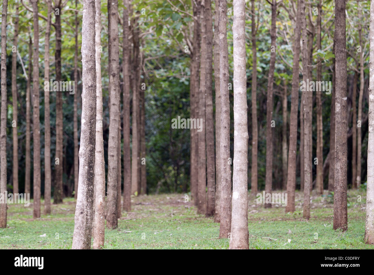 Tropical Hardwood Tree Trunks in Rows Stock Photo Alamy