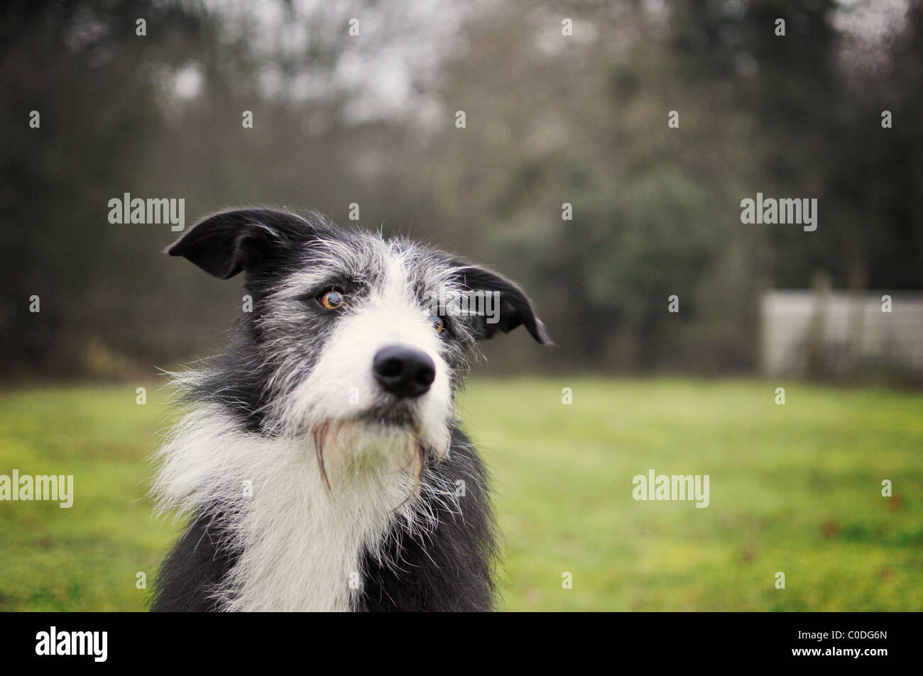 A dog sitting and waiting patiently Stock Photo - Alamy