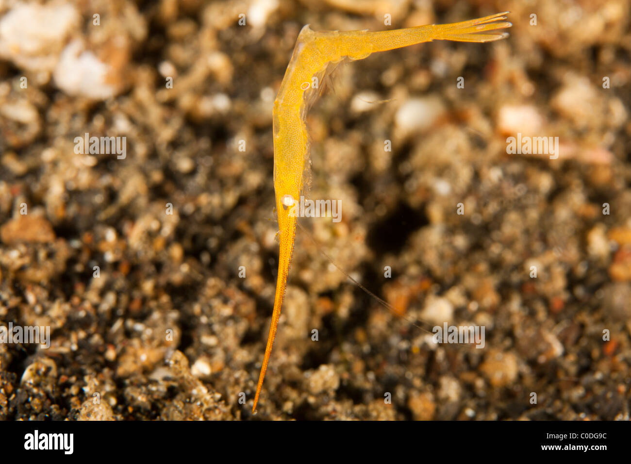 Gorgonian Shrimp (Tozeuma armatum) very well camouflaged. Stock Photo