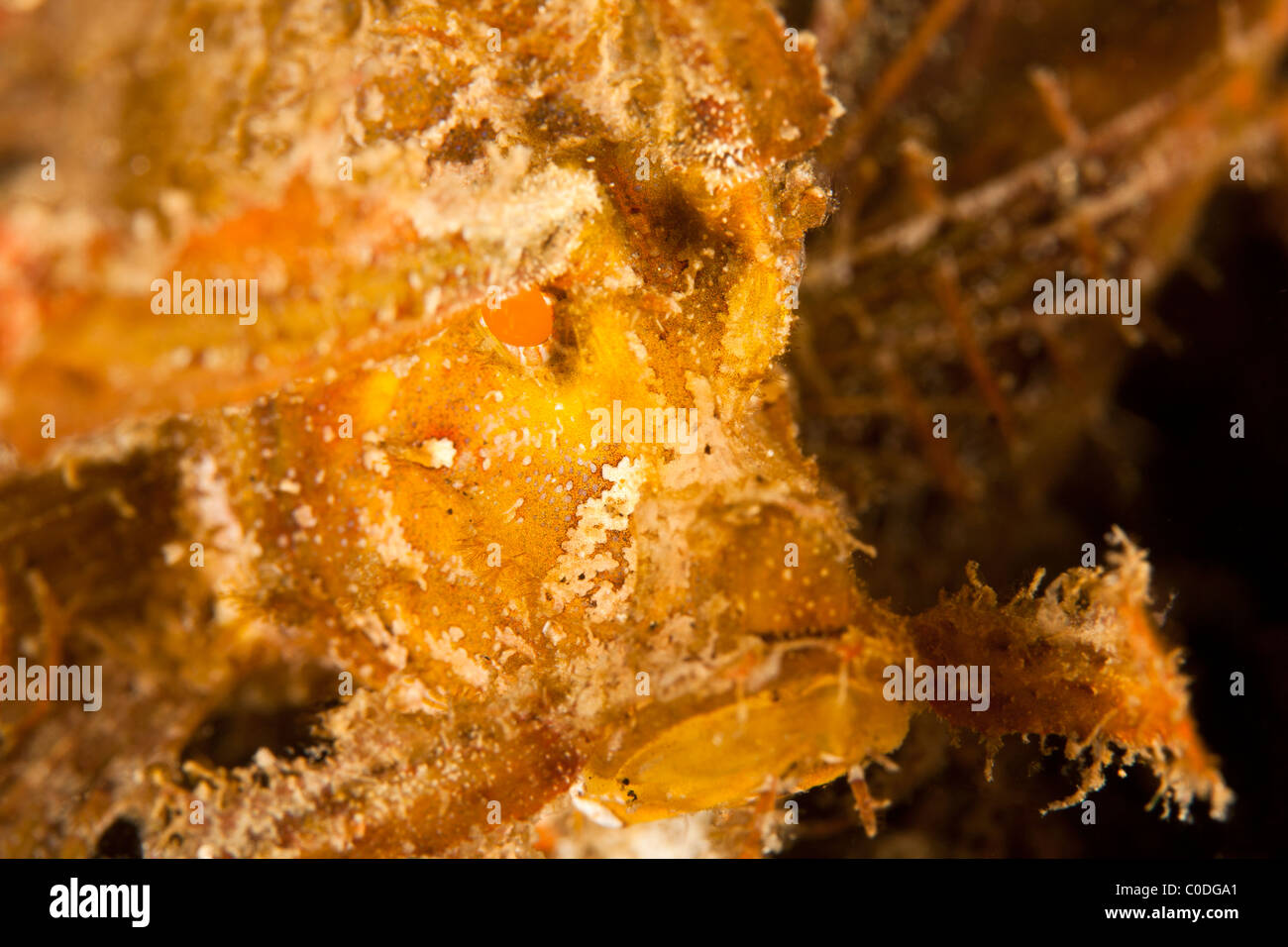Ambon Scorpionfish (Pteroidichthys amboinensis) Stock Photo