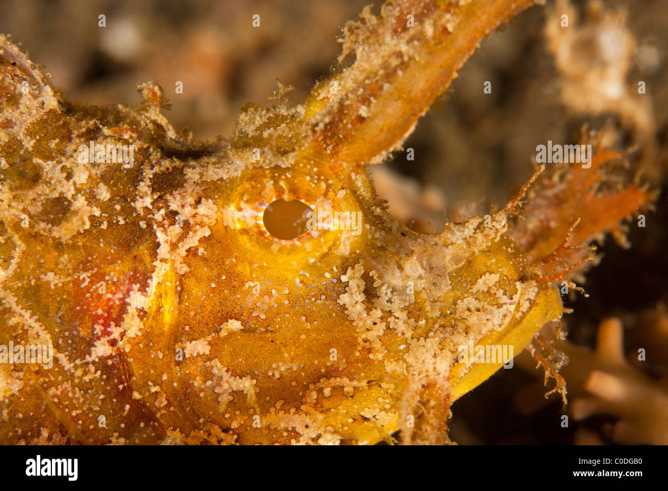 Ambon Scorpionfish (Pteroidichthys amboinensis) Stock Photo