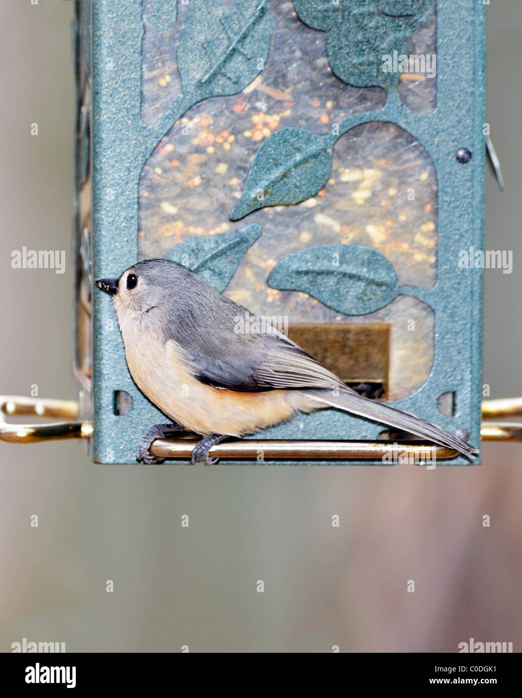 A Northern Tufted Titmouse, Baeolophus bicolor, eats birdseed from a feeder in winter. Oklahoma, USA. Stock Photo