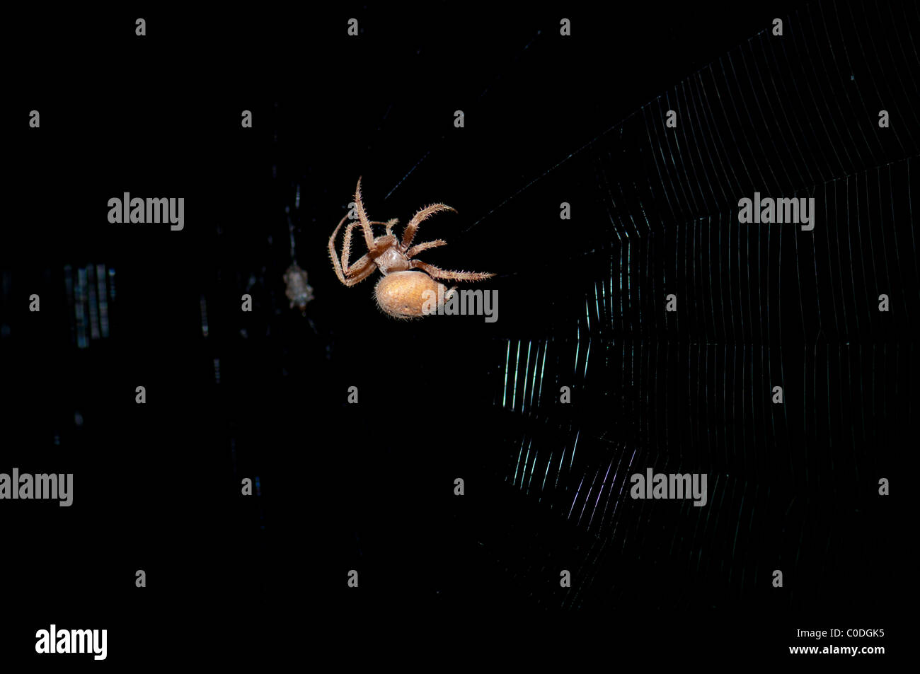 An Orb Weaver spider, Araneas cavaticus, spins its web after dark.  Oklahoma, USA. Stock Photo