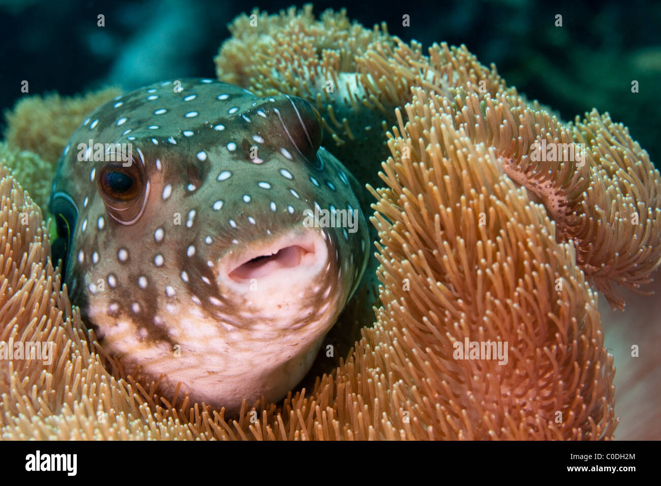 White-spotted Puffer (Arothron hispidus) Stock Photo
