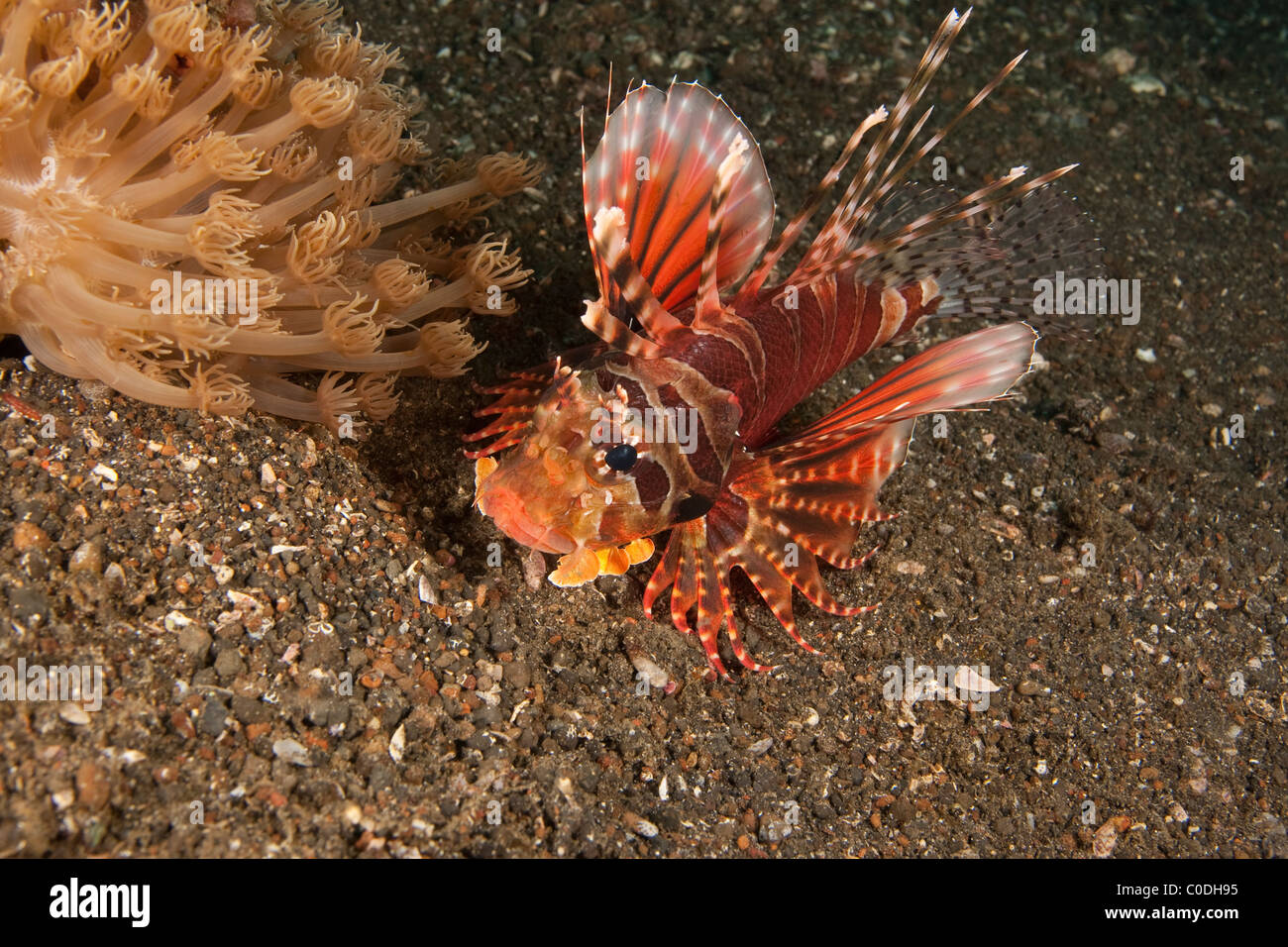 Zebra Lionfish (Dendrochirus zebra) Stock Photo