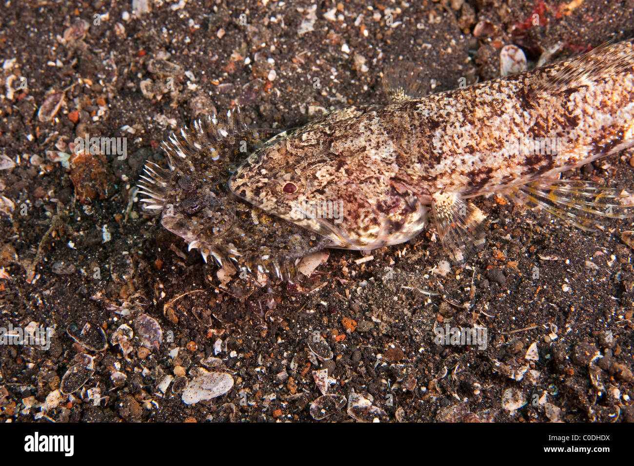 Slender Lizardfish (Saurida gracilis) eating a juvenile Peacock