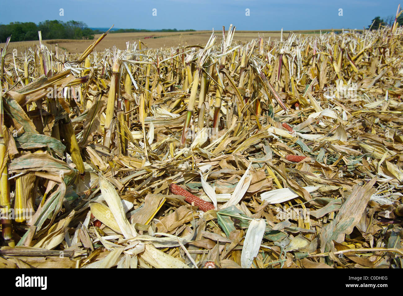 Corn stover hires stock photography and images Alamy