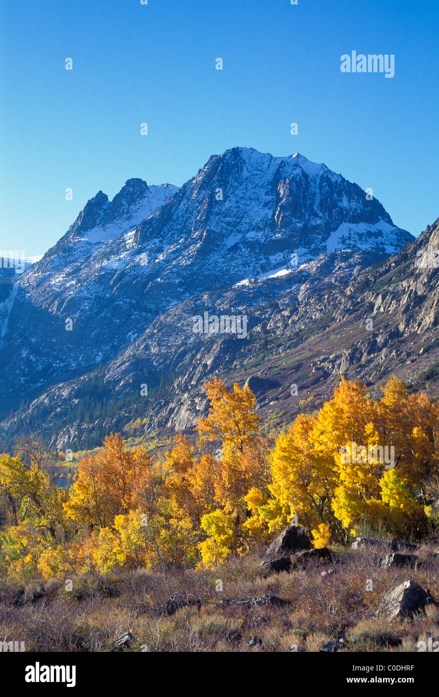 Aspen trees in autumn near June Lake, Inyo National Forest, Sierra