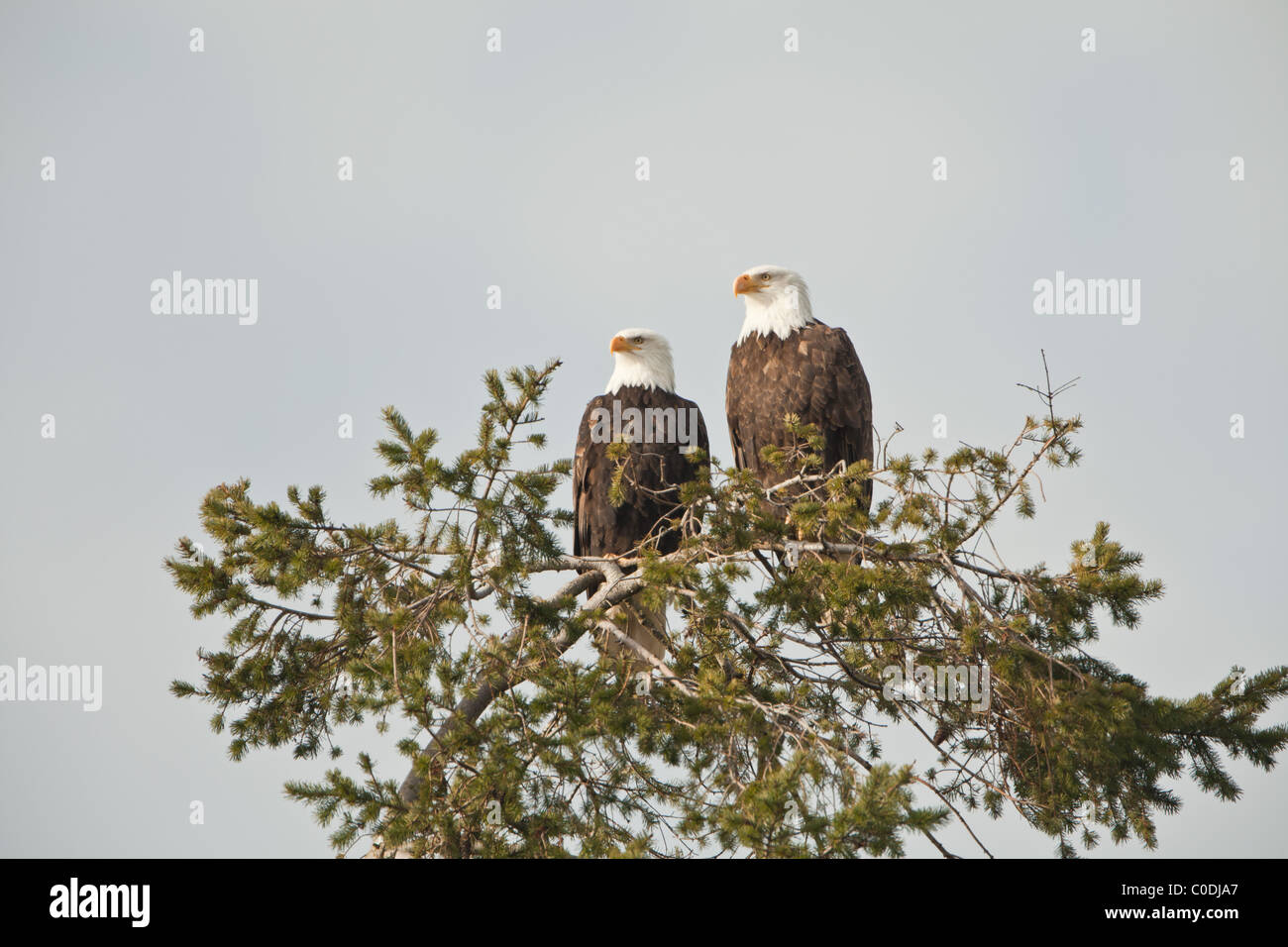 A pair of bald eagles sitting in a tree looking far off into the distance with their sharp eyes Stock Photo
