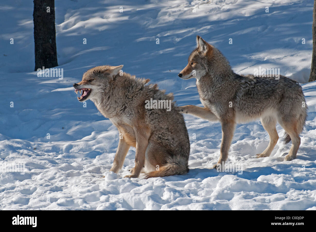 One Coyote annoying a second. The sitting animal is snarling in warning. Stock Photo