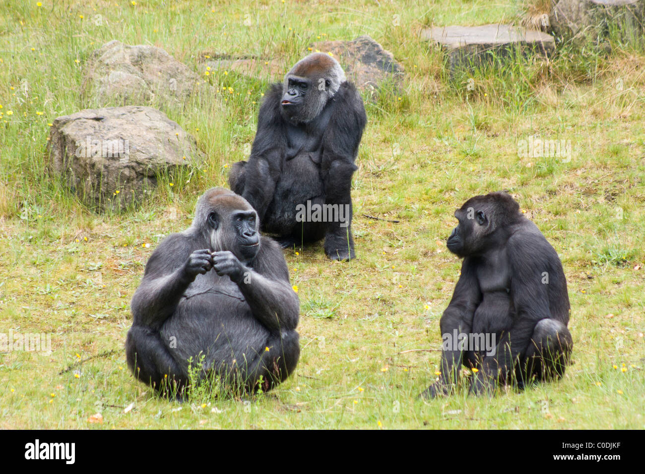 Gorilla waiting in hi-res stock photography and images - Alamy