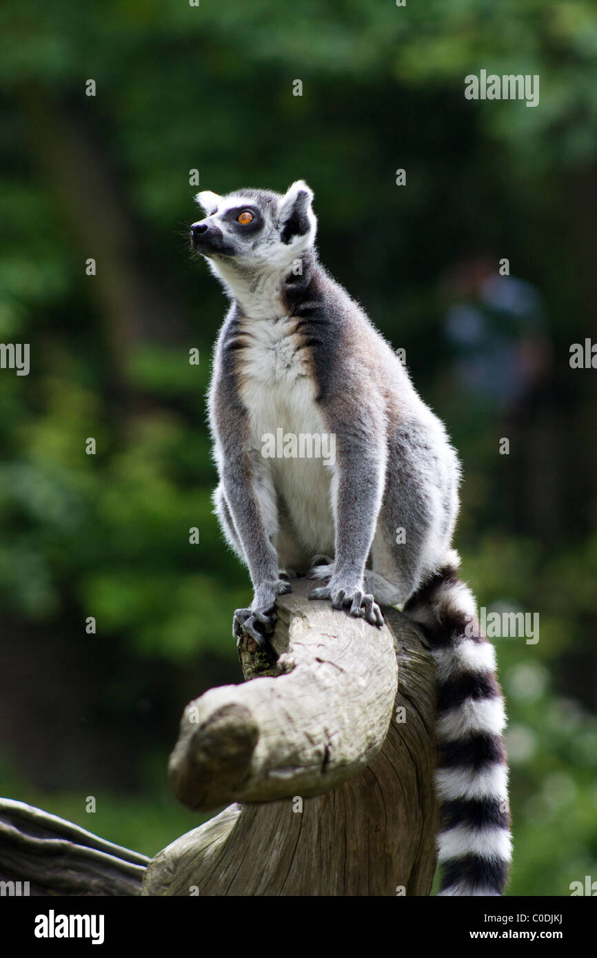A Ring-tailed Lemur sits on a tree stump in Apenheul Primate Park in Apeldoorn, Netherlands. Stock Photo