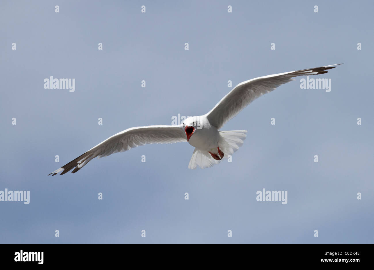 Red-billed gull (Larus novaehollandiae scopulinus) in flight and calling Stock Photo