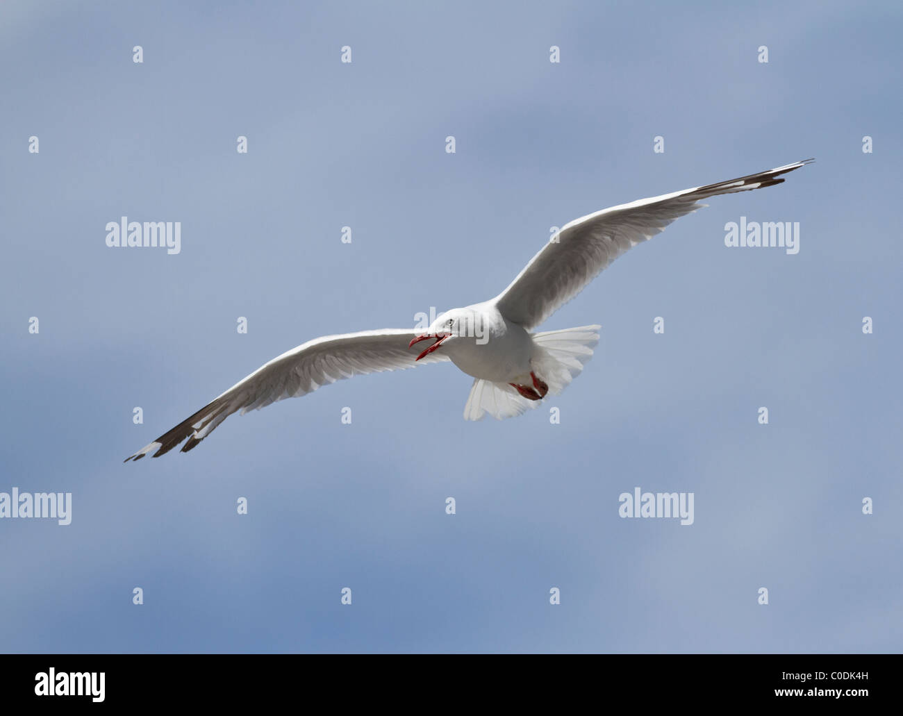 Red billed seagull hi-res stock photography and images - Alamy