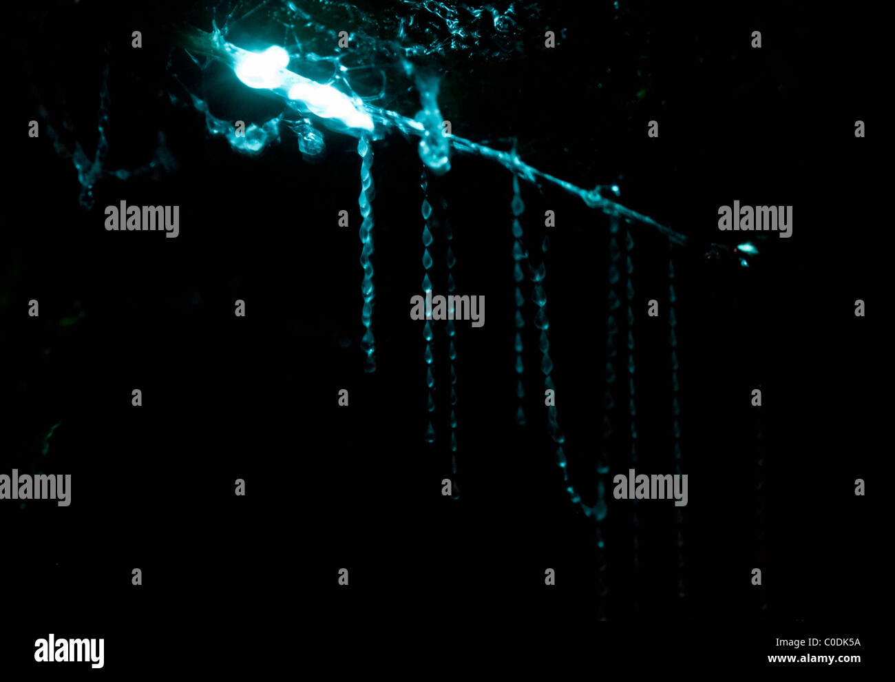 download new zealand glowworm download new zealand glowworm