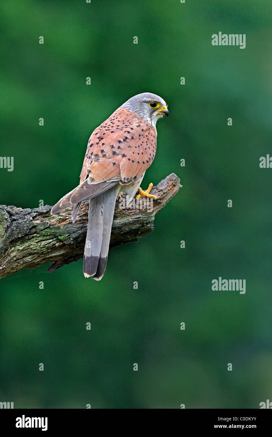 uk-british-kestrel-hi-res-stock-photography-and-images-alamy