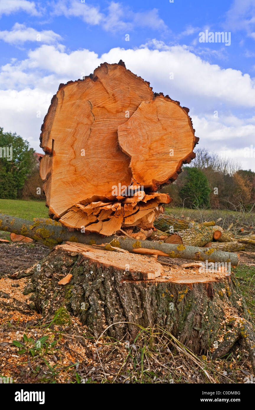 Willow tree trunk hires stock photography and images Alamy