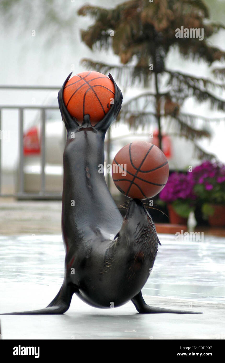 ANIMAL TRICKS They say animals do the funniest things. But this clever  bunch never failed to impress spectators at the Qingming Stock Photo - Alamy