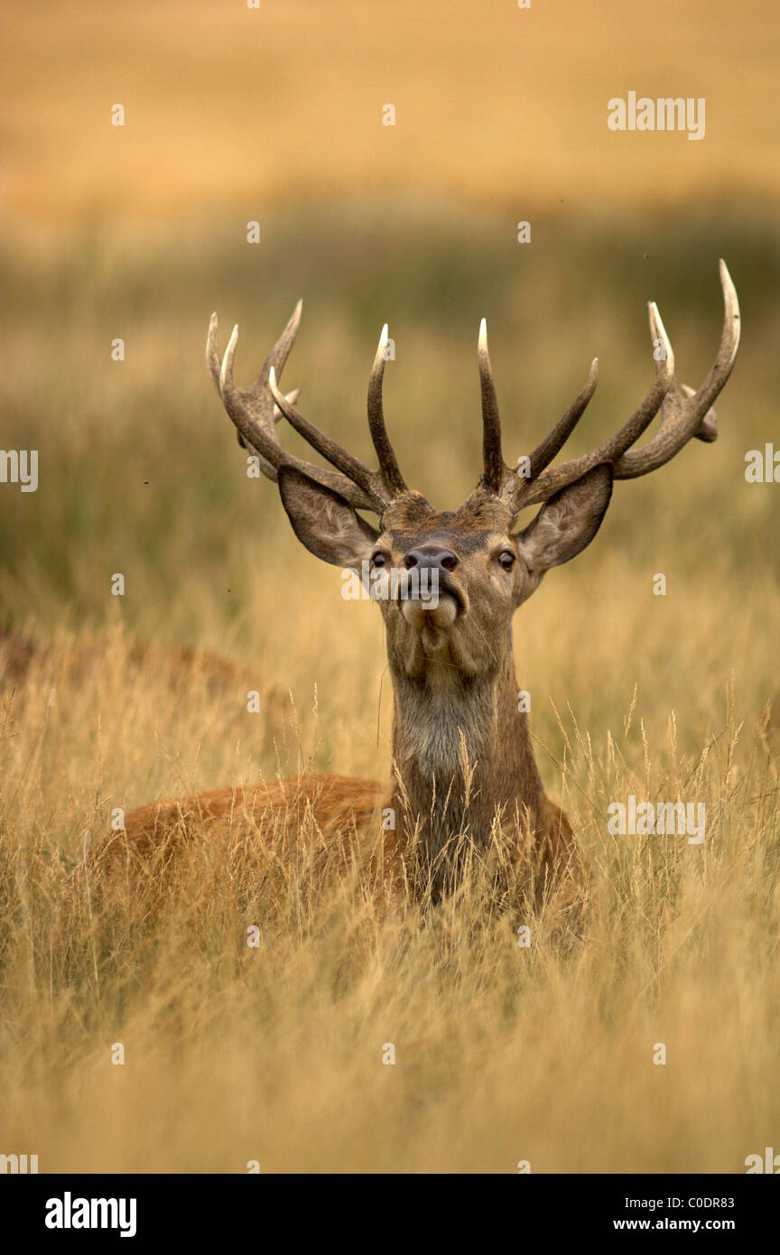 Red deer stag Richmond Park, London August 2008 Stock Photo