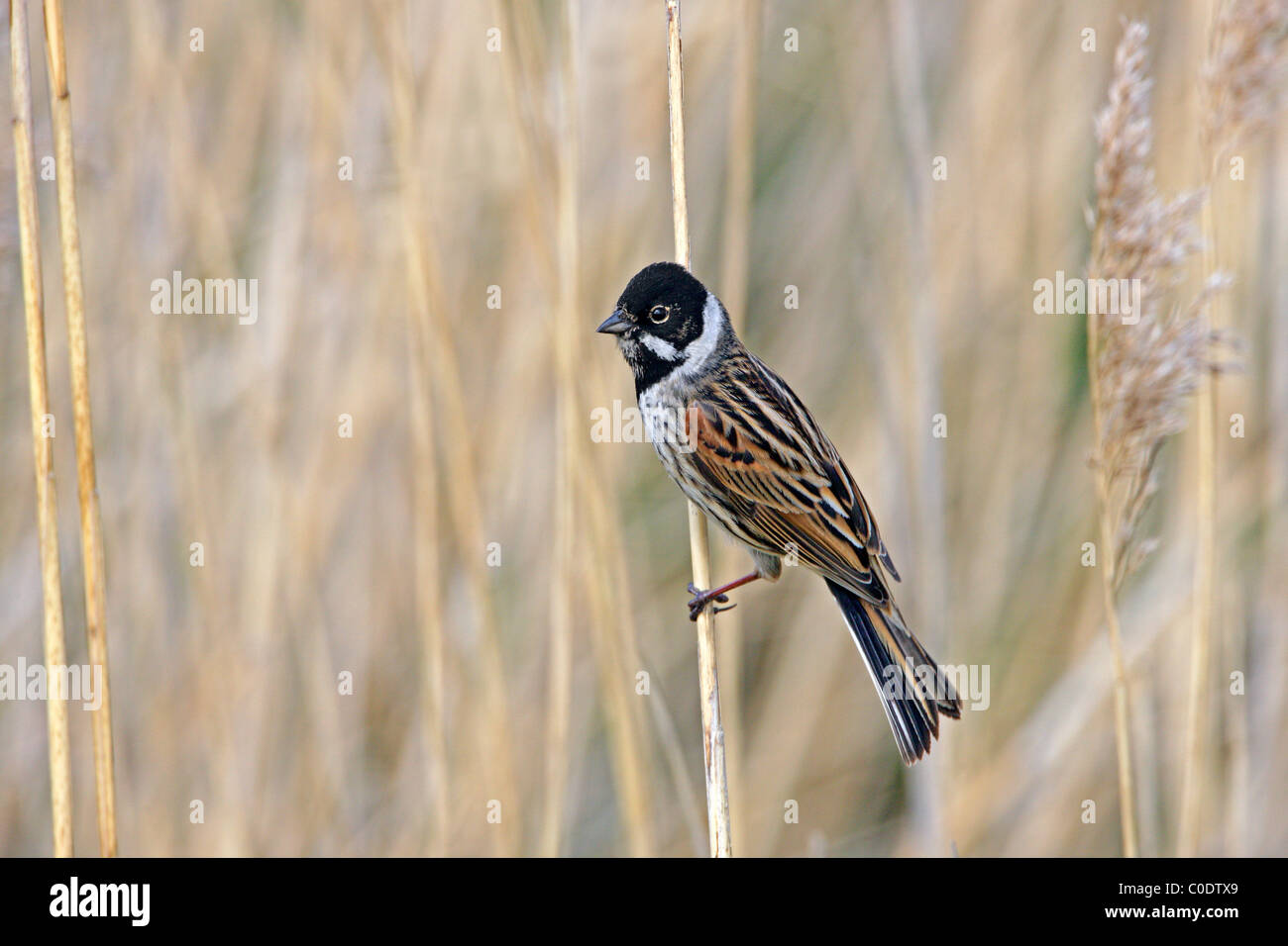 Reedbed bird uk hi-res stock photography and images - Alamy