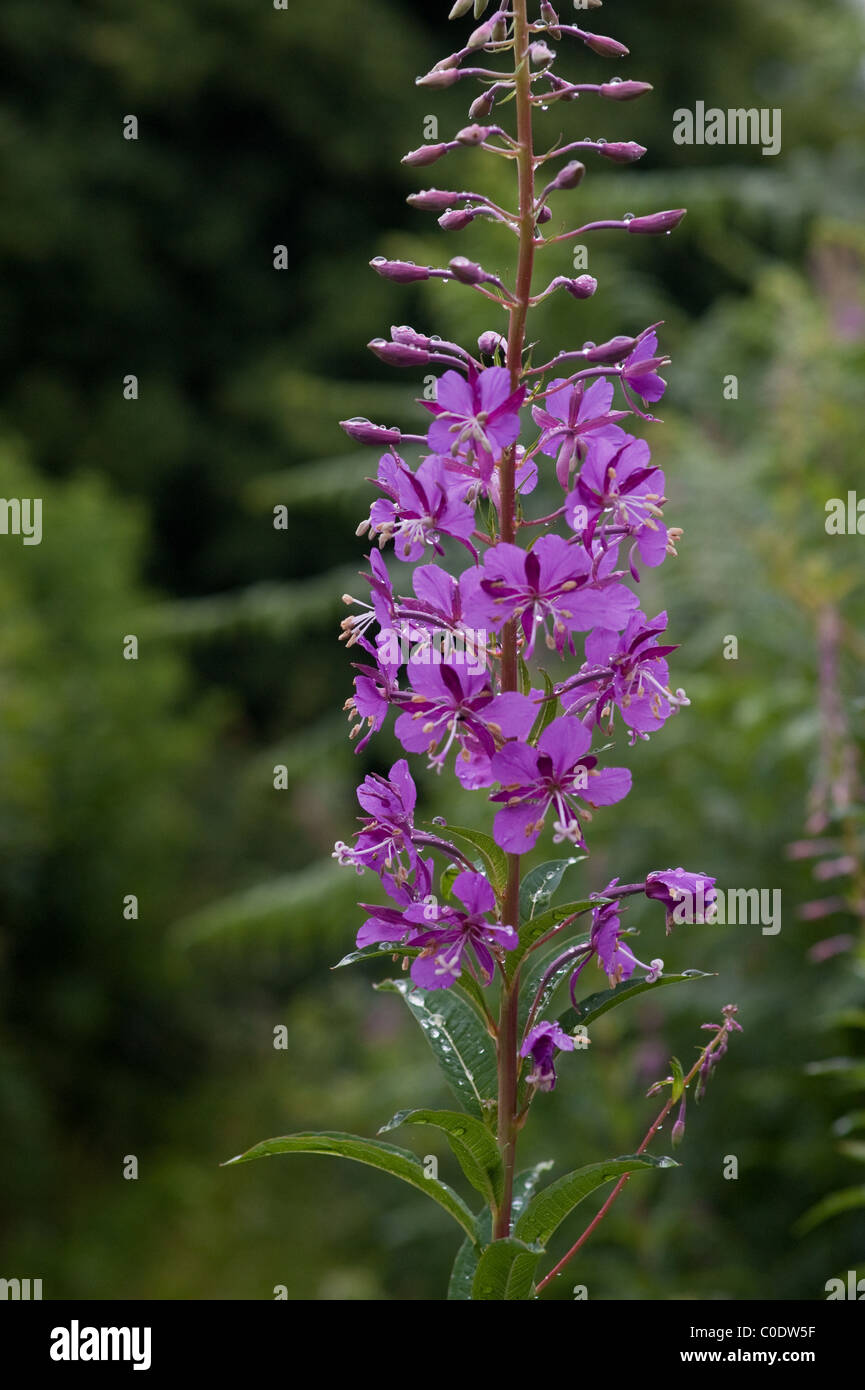 Willowherb family hi-res stock photography and images - Alamy