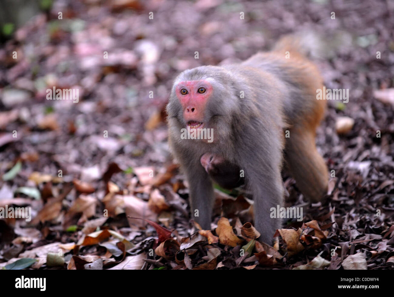MONKEY BUSINESS A family of monkeys explore their new home. The wild