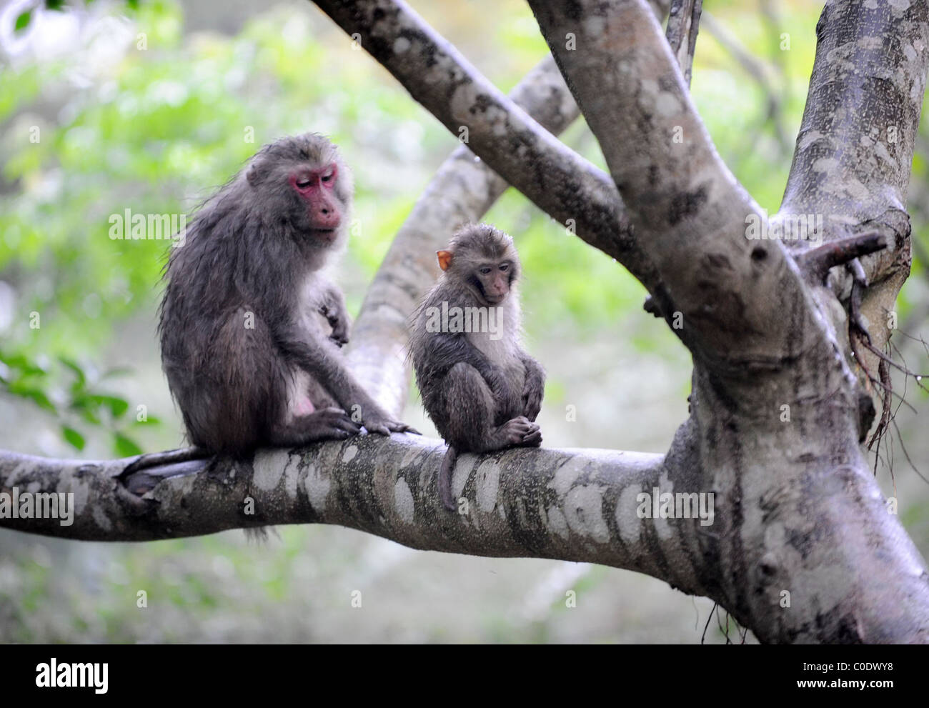 MONKEY BUSINESS A family of monkeys explore their new home. The wild