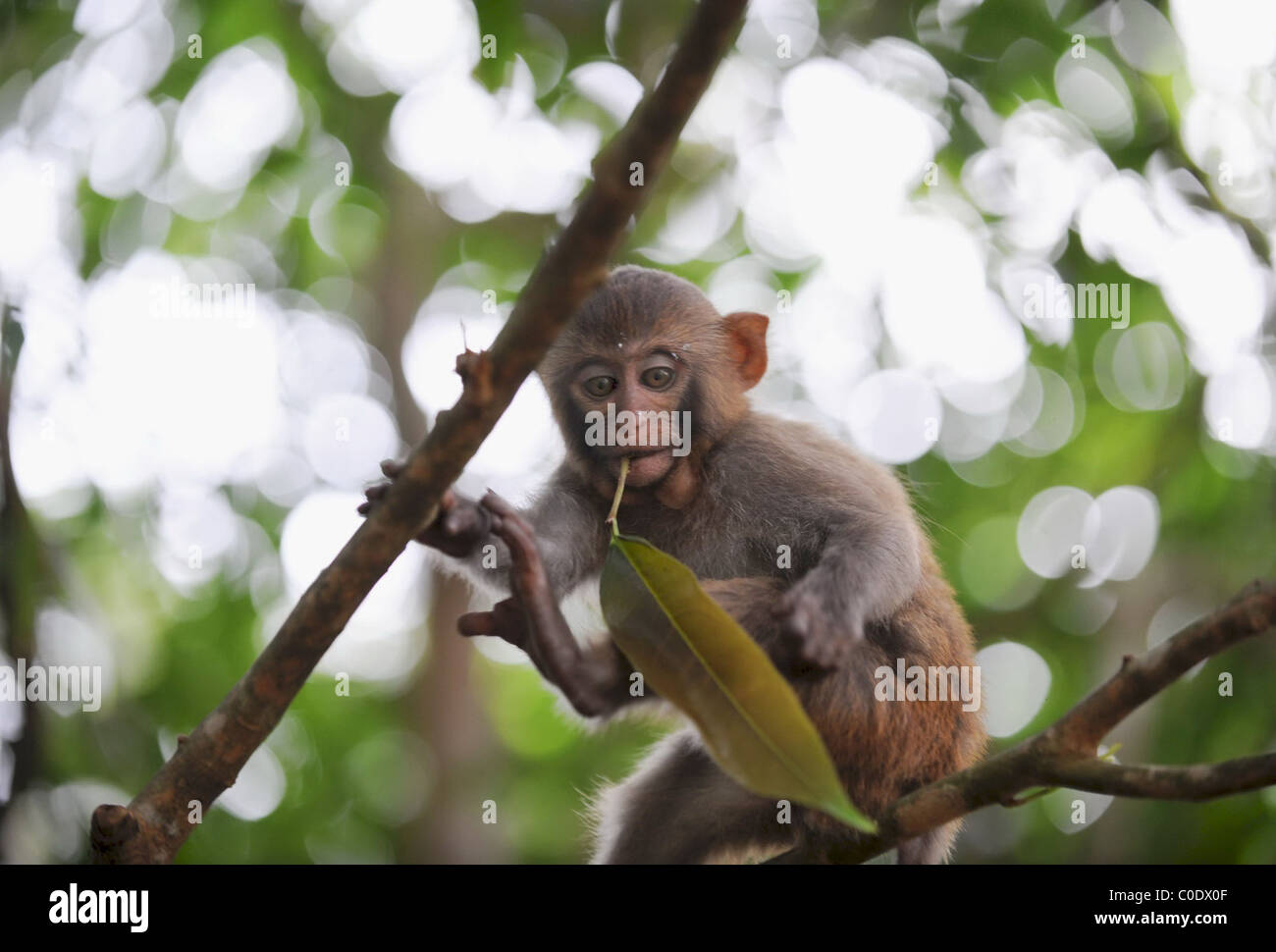 MONKEY BUSINESS A family of monkeys explore their new home. The wild ...
