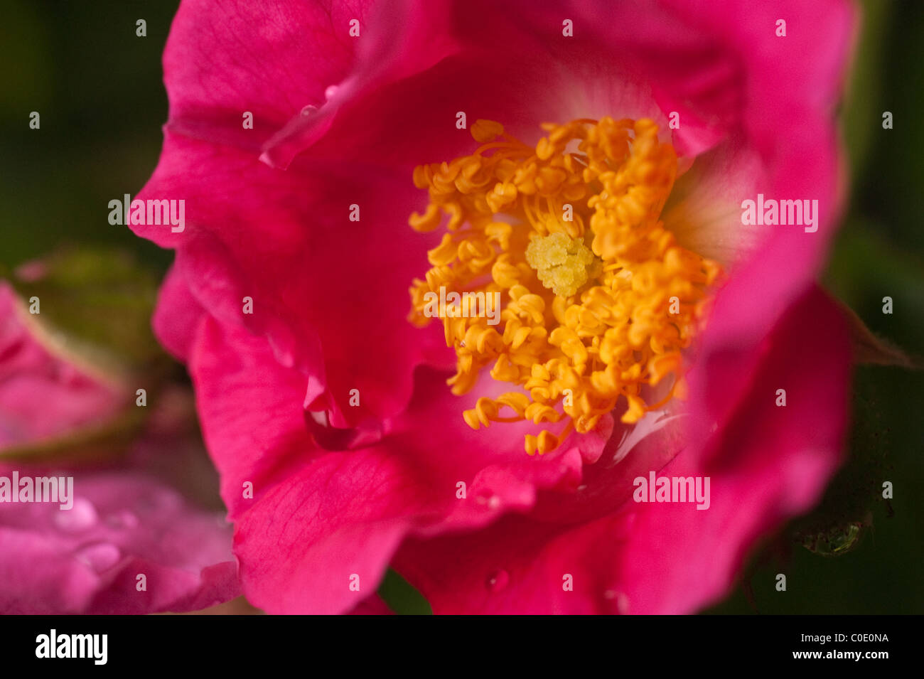 A wild Rose flower Stock Photo Alamy