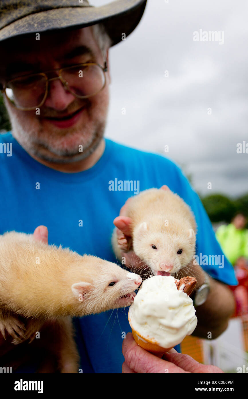 Ferret racing on the Glede part of local country pursuits show Ferret eating 99 ice cream cone
